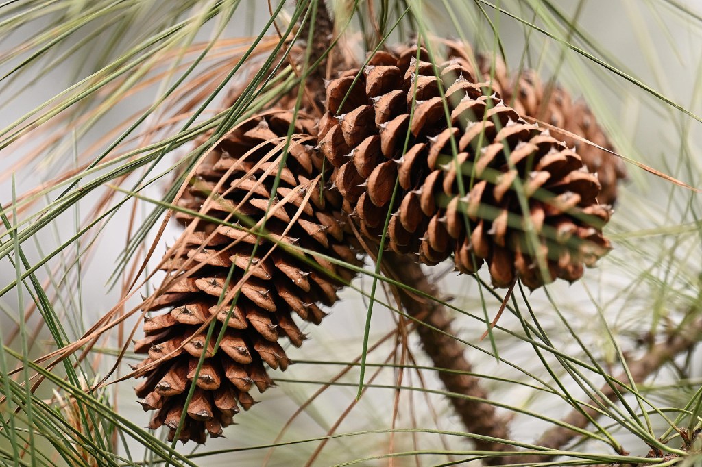 Mepham: The Final&nbsp;Chapter