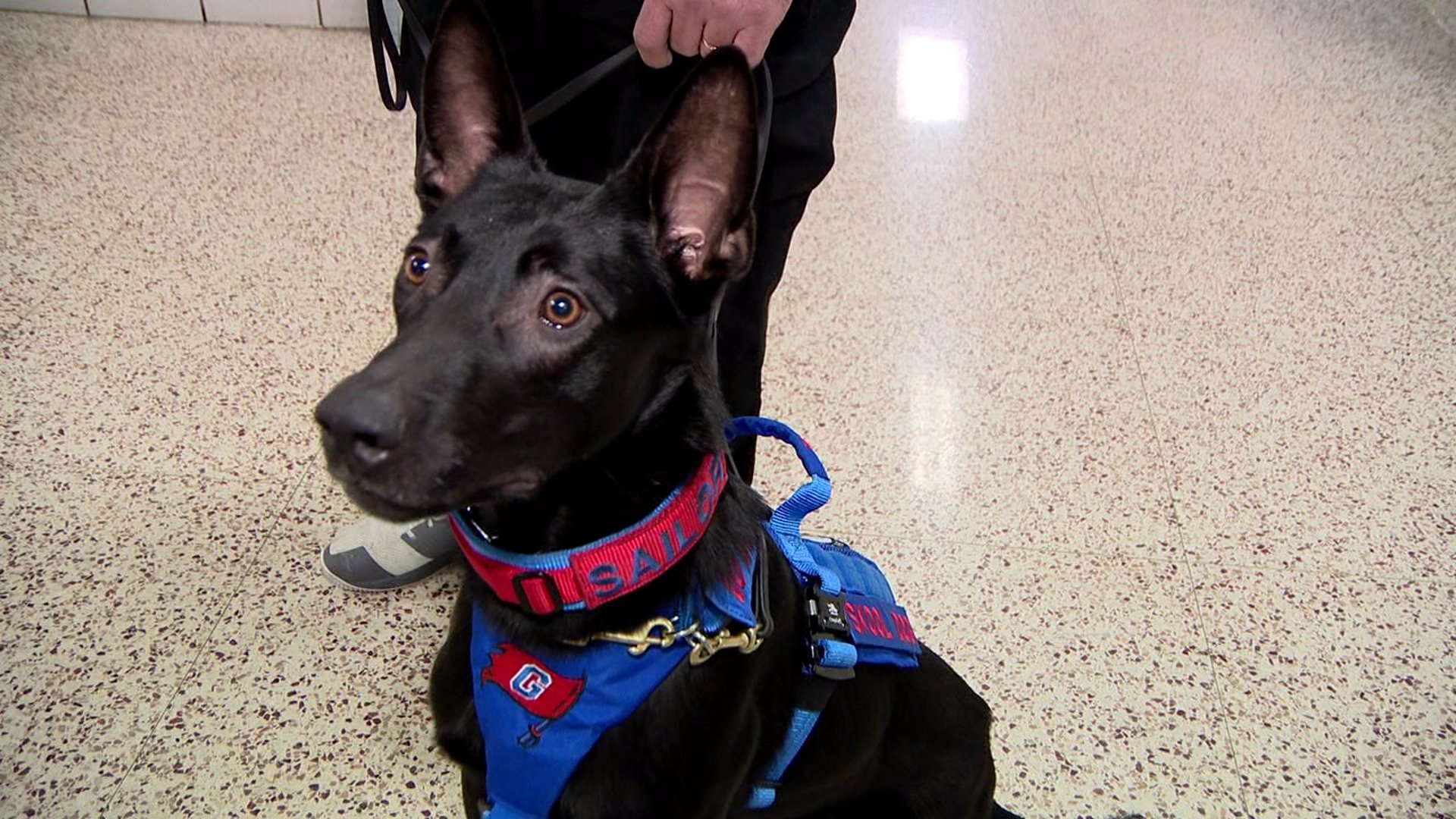 The World We Live In: Active shooter detection dogs