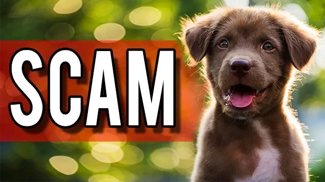 Woman asked for nude pics in craigslist puppy scam