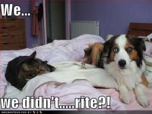 loldogs-cute-dog-pictres-cat-and-dog1